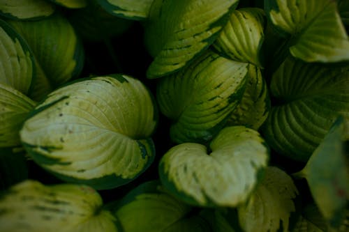 Hosta leaves in a green and yellow pattern