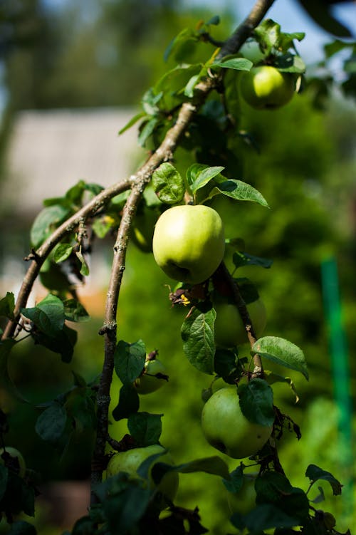 A green apple tree with green leaves and green apples