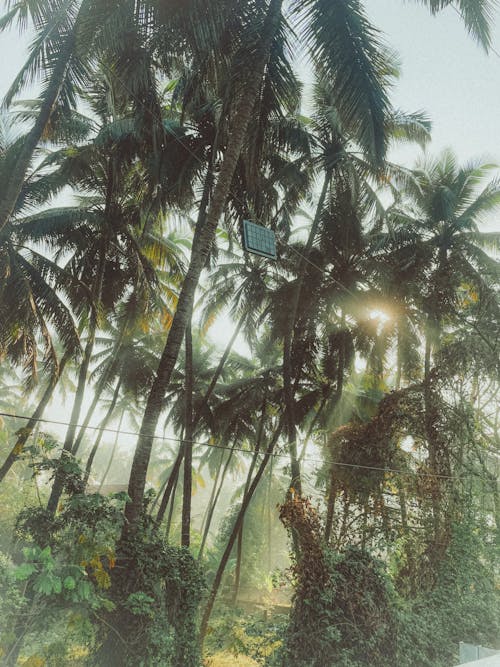 A photo of palm trees in the sun