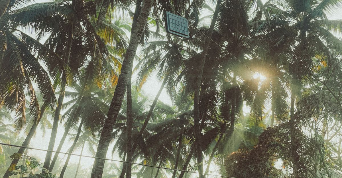 Photo by Ankit Pathak Lush tropical palm trees basking in sunlight with a visible solar panel amidst the foliage.