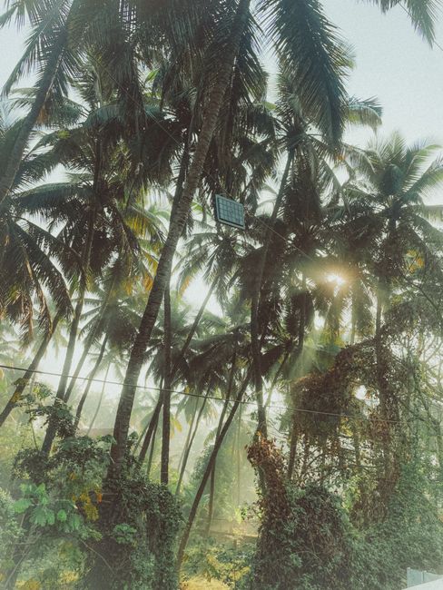 Photo by Ankit Pathak Lush tropical palm trees basking in sunlight with a visible solar panel amidst the foliage.
