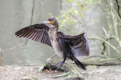 Free A cormorant spreads its wings on a tree root by a serene forest lake. Stock Photo