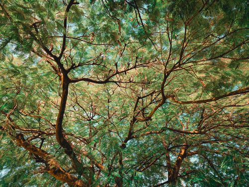 Free A lush canopy of tree branches viewed from below, showcasing vibrant green foliage. Stock Photo