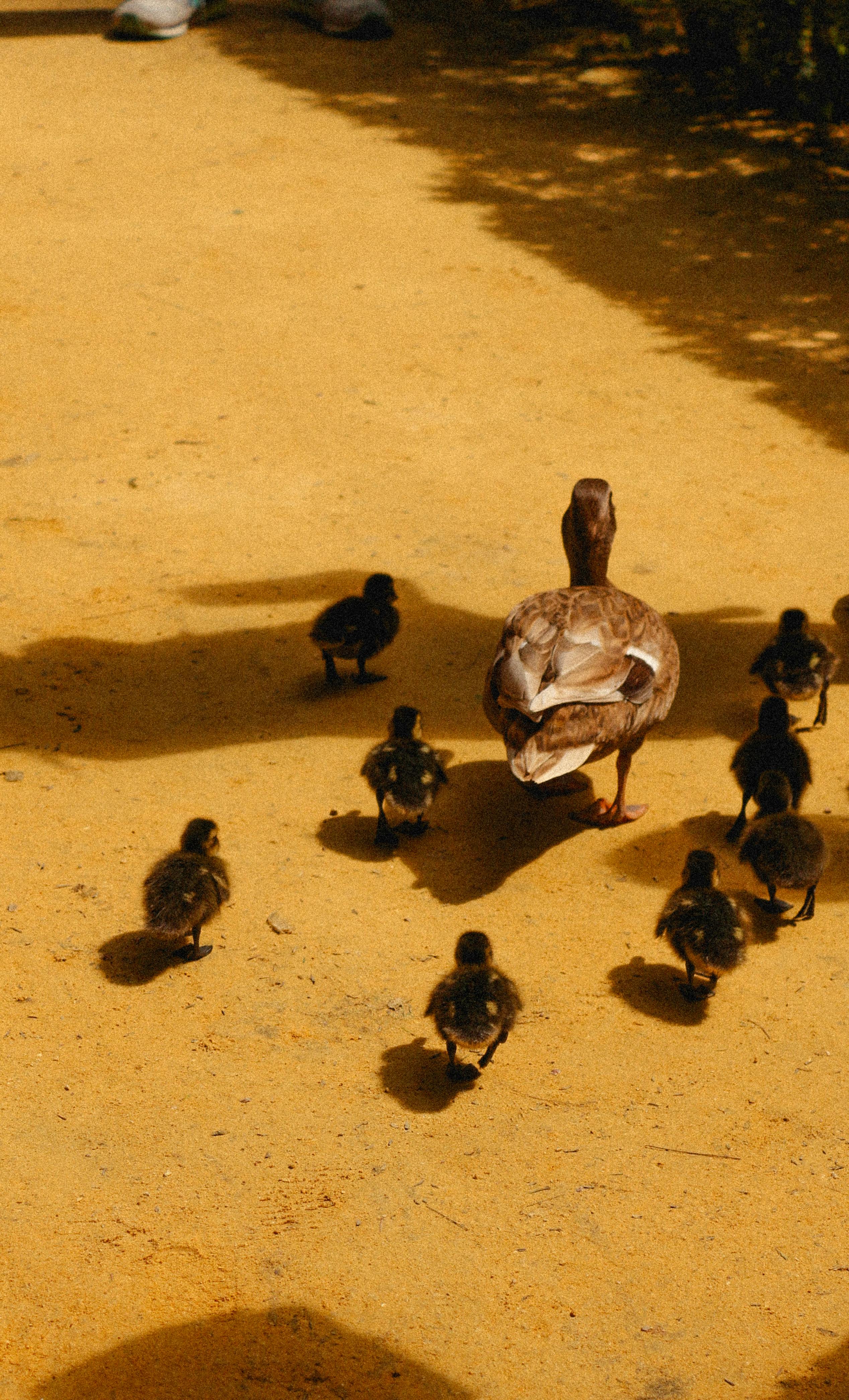 ducks in a park