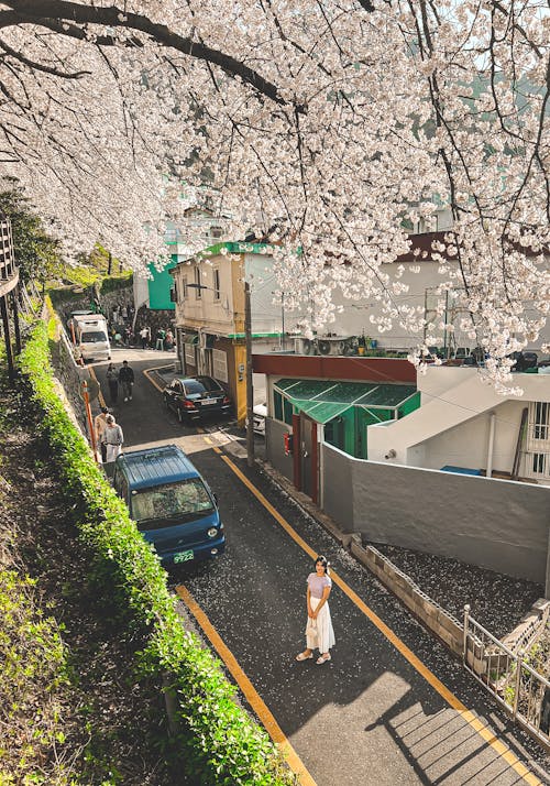 Foto d'estoc gratuïta de 8k fons de pantalla, cirerer japonès, flor de cirerer