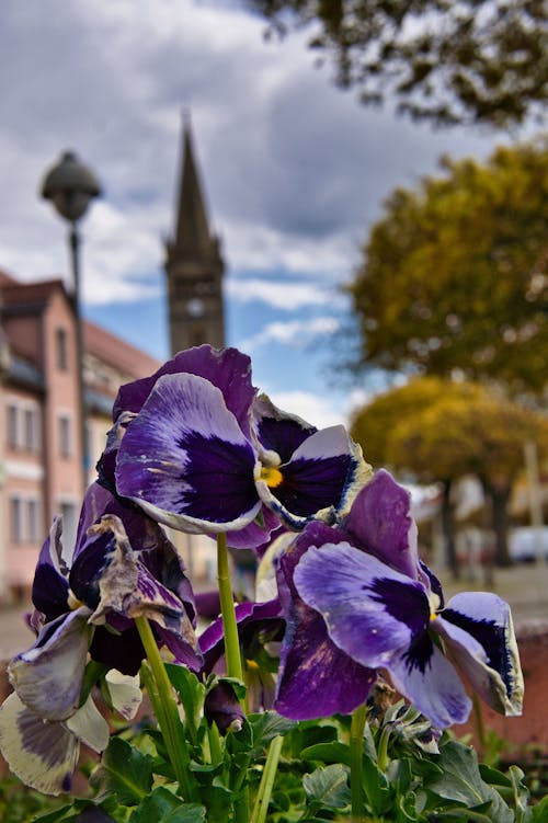 Bahar çiçeği, çiçek, kilise içeren Ücretsiz stok fotoğraf
