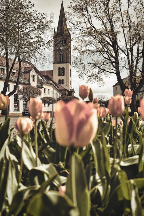 bahar, Çiçekler, kilise içeren Ücretsiz stok fotoğraf