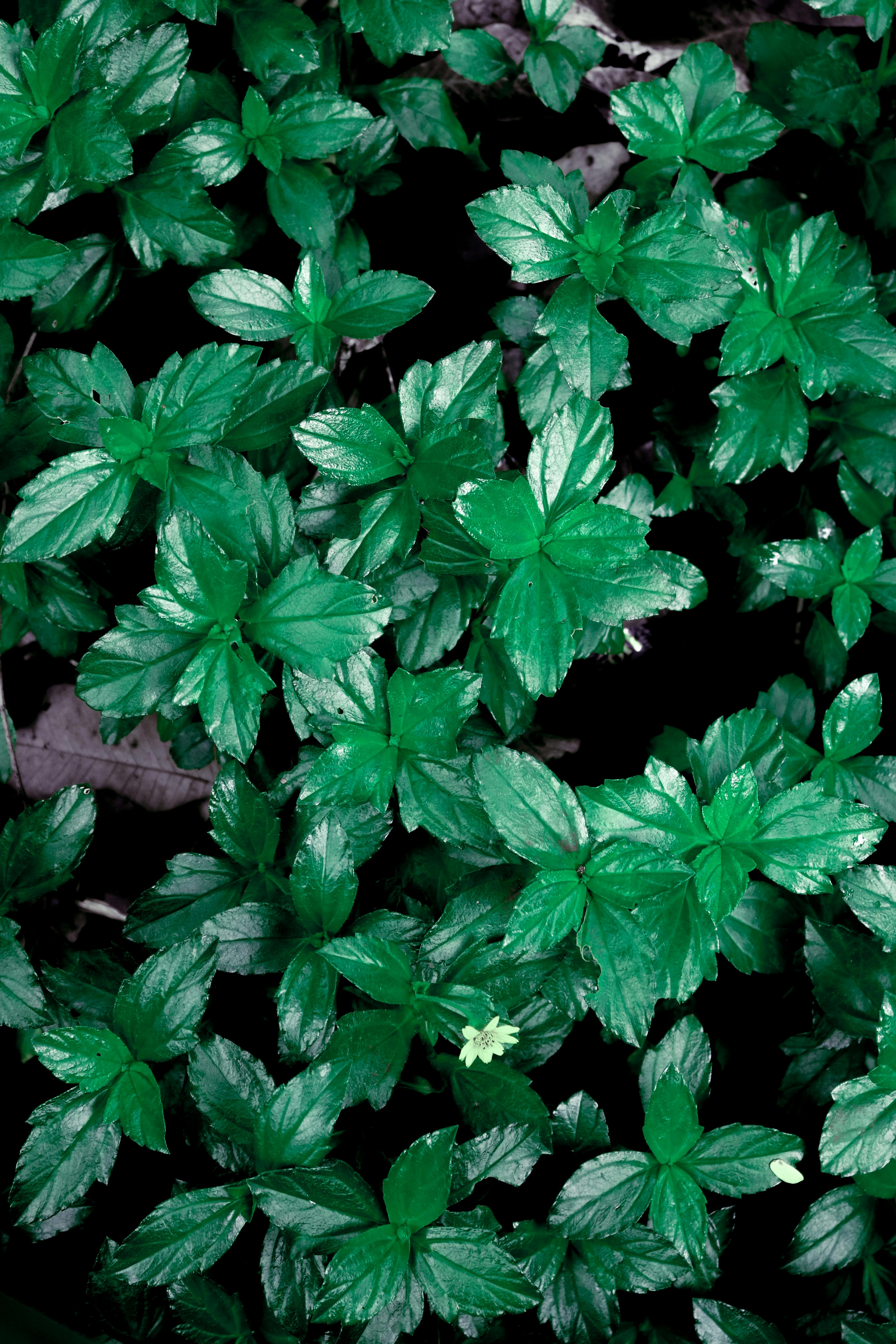 Terkeren 13 Wallpaper Daun  Hijau  Tua Joen Wallpaper