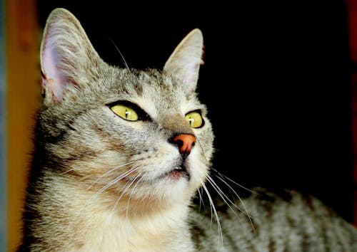 무료 성인 회색 고양이 스톡 사진