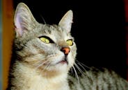 特写肖像里，一只可爱的灰色家猫有着富有表情的绿眼睛