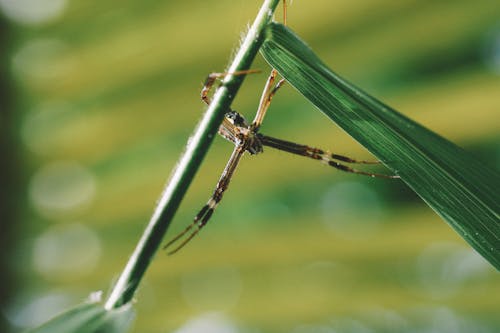 Δωρεάν στοκ φωτογραφιών με macro, αράχνη, αραχνοειδές έντομο Φωτογραφία από στοκ φωτογραφιών
