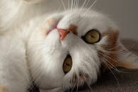 一只虎斑猫俏皮地躺着，表情舒适