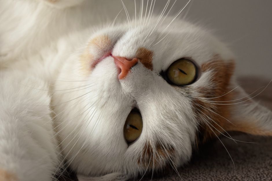 Charming close-up of a tabby cat lying comfortably with a playful expression.