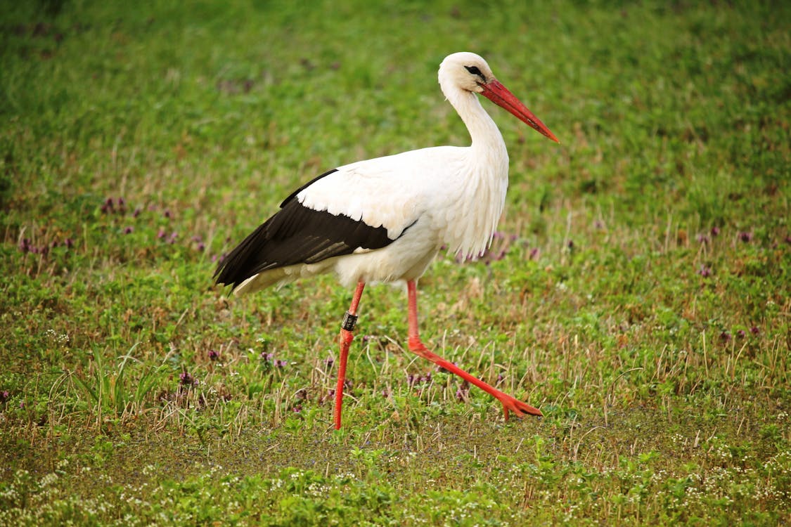 White Stork on Green Grass Field
