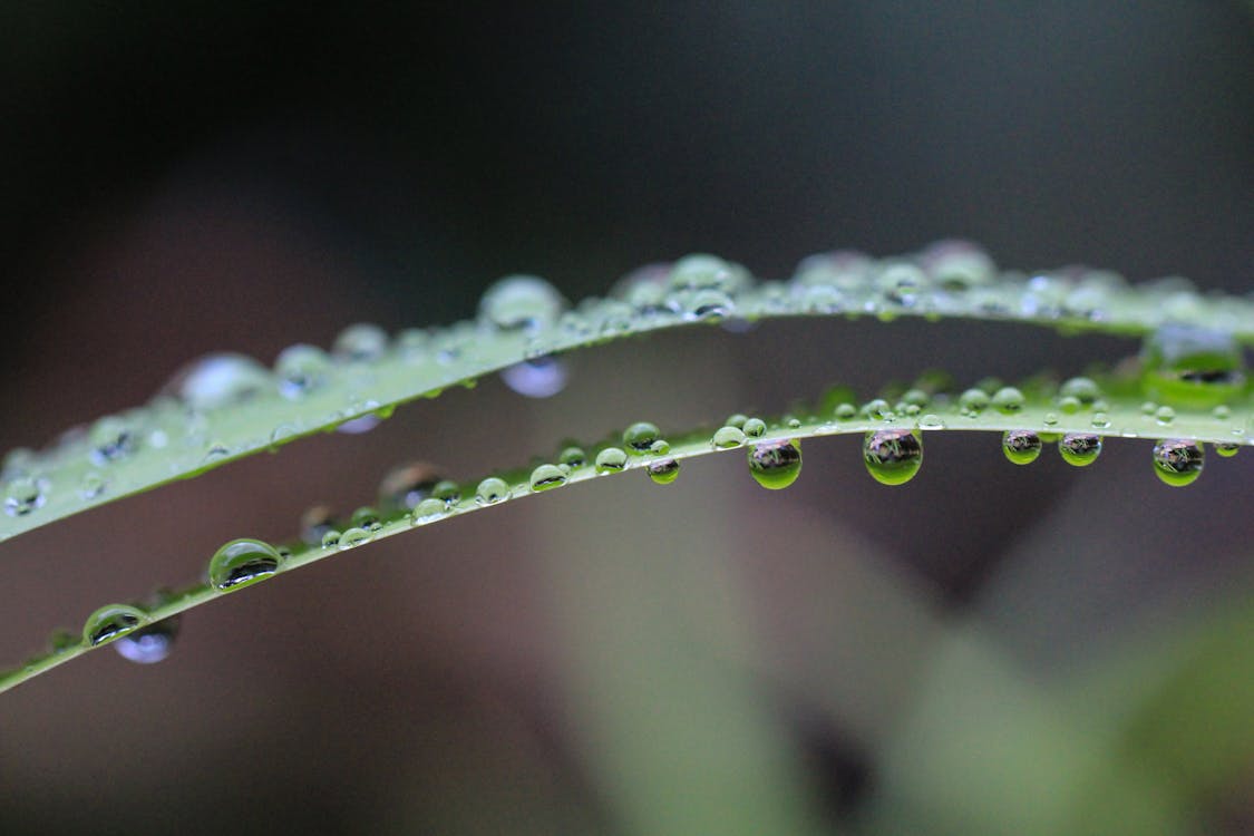 Foto Aproximada De Gotas De água