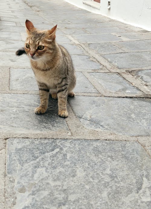 Beggar cat in the streets of Rhodes