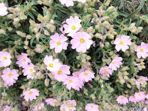 Immagine gratuita di cespuglio, cisto, fiore