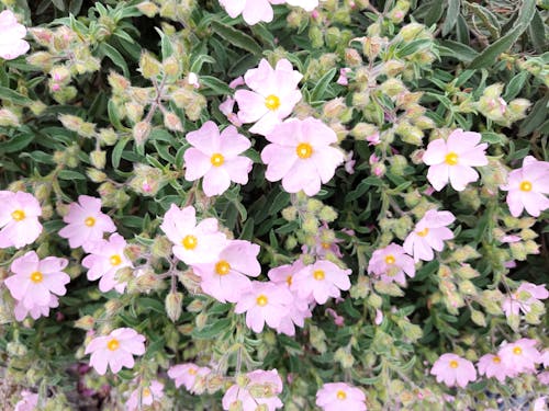 Beautiful cistus, pink wildflowers in Rhodes