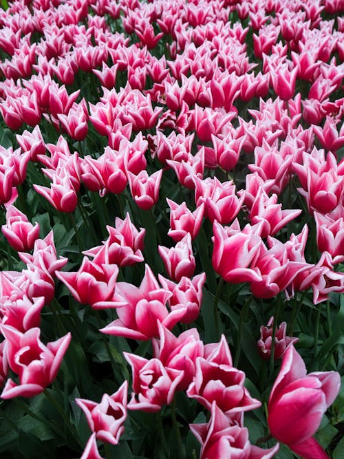 Tulips