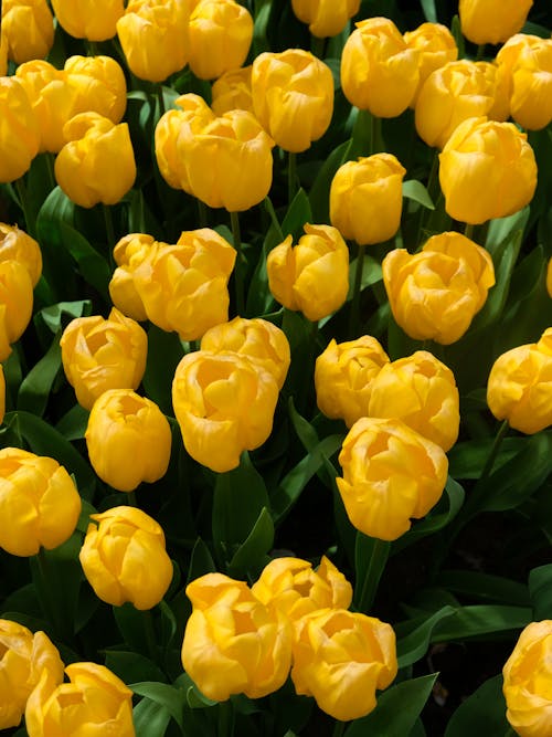 Tulips