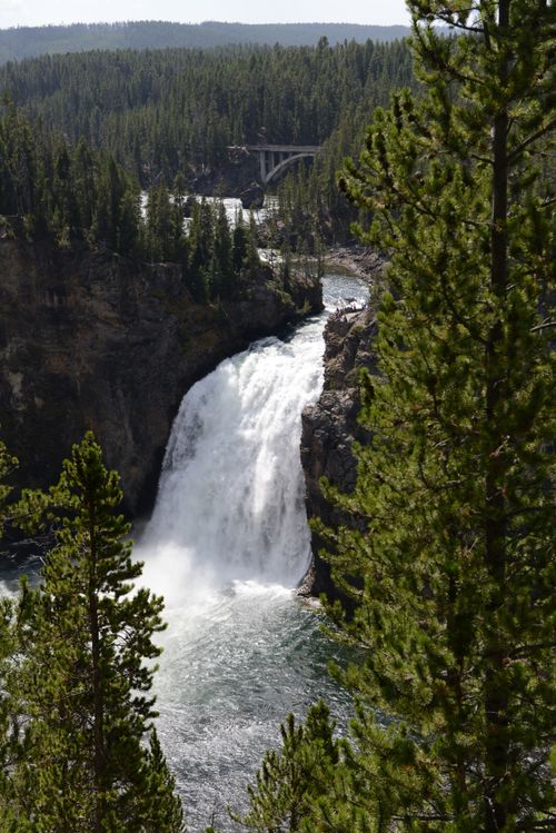 Free Stunning waterfall in Yellowstone National Park framed by lush pines. Stock Photo