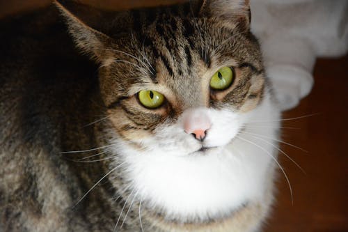 бесплатная Коричневый полосатый кот Стоковое фото