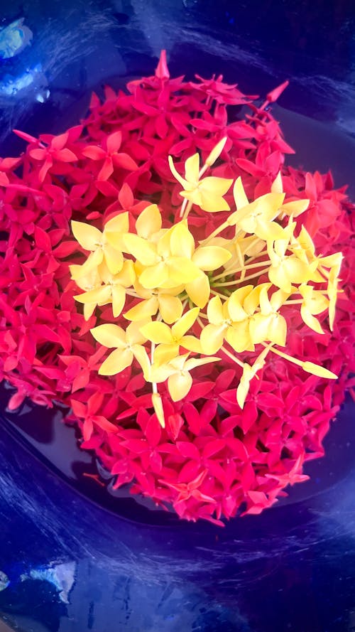 Çiçekler, güzel çiçekler içeren Ücretsiz stok fotoğraf