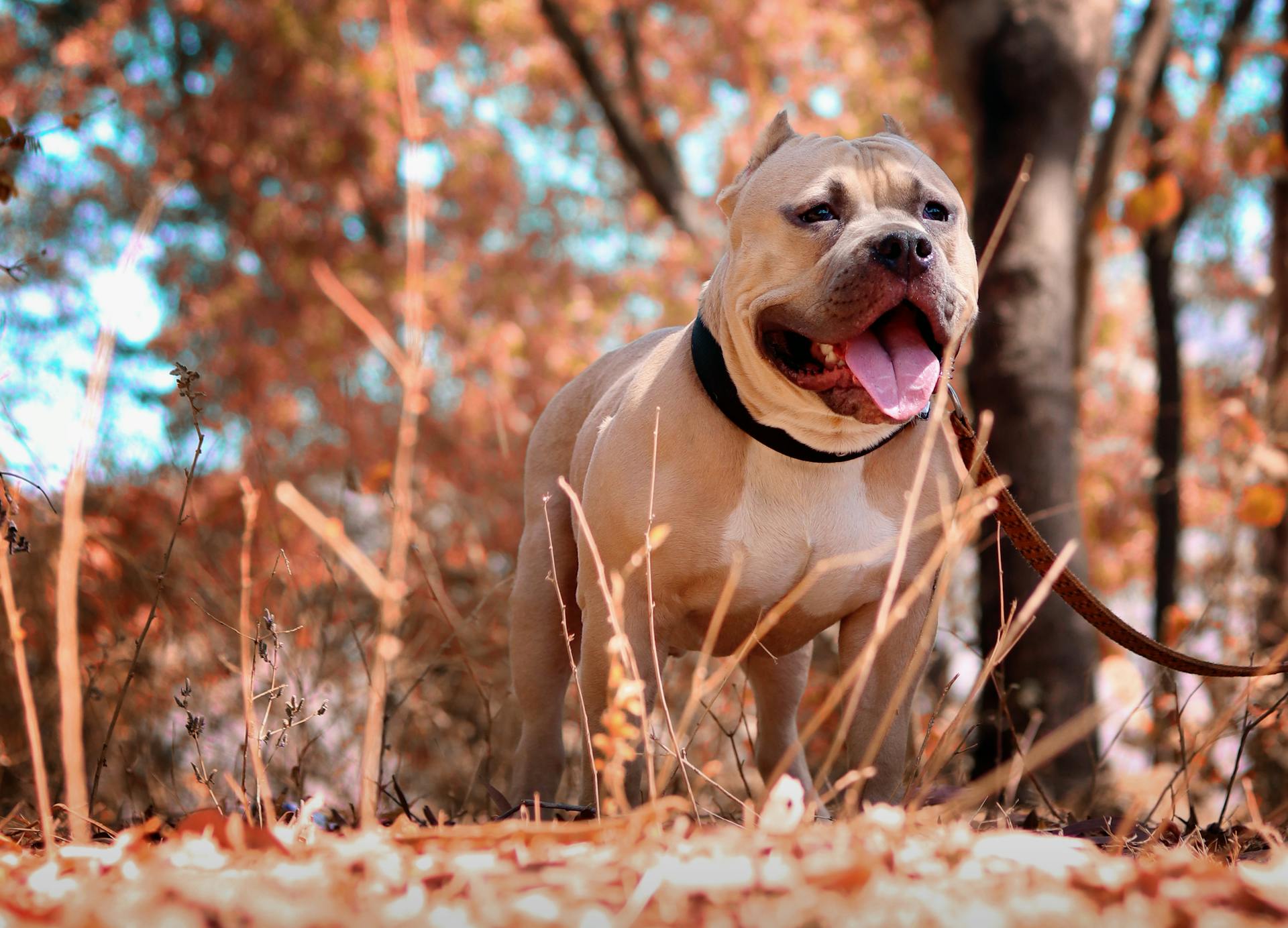 Une photo sélective du pitbull