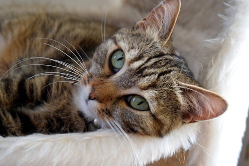 Kostenlos Braune Tabby Katze, Die Auf Bett Liegt Stock-Foto