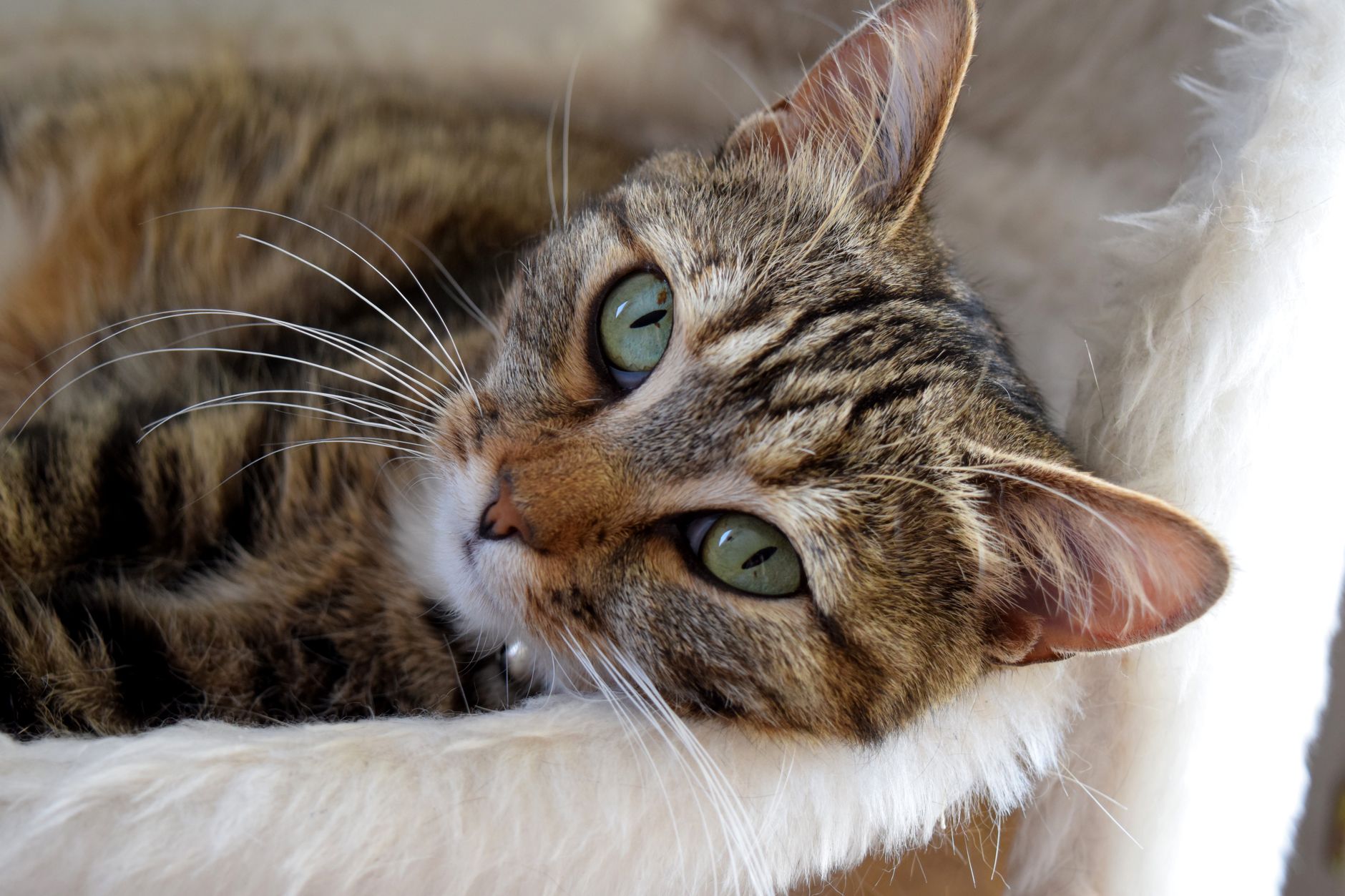 Veterinary care for a cat