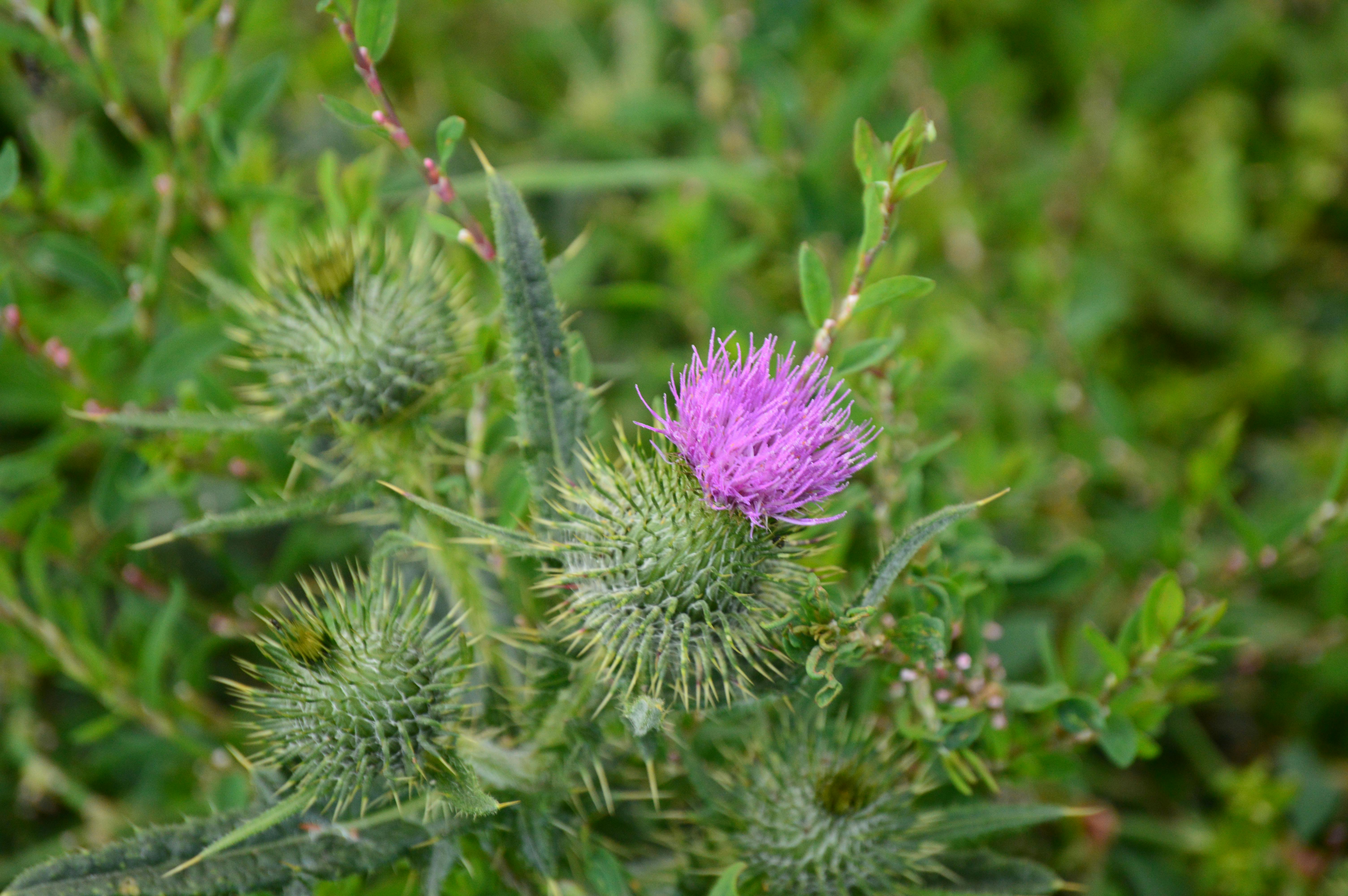 Free stock photo of scotland, thistle flower