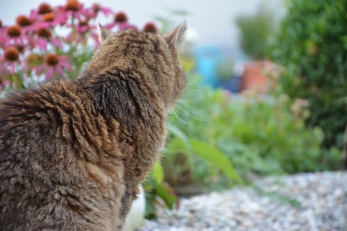 Free stock photo of cat