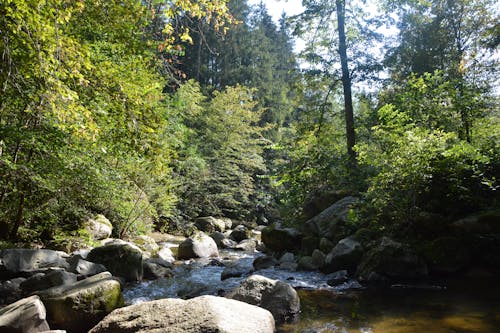 森林, 水, 石 的 免費圖庫相片