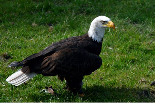 免费 秃头鹰在绿色草地上 素材图片