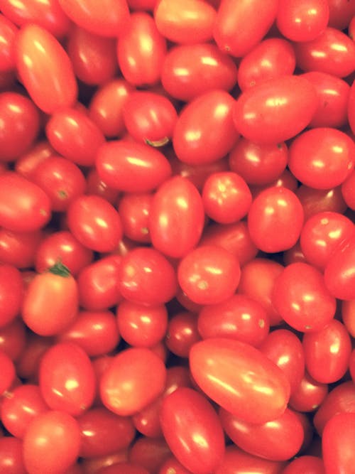 Free Tomato Fruit Stock Photo
