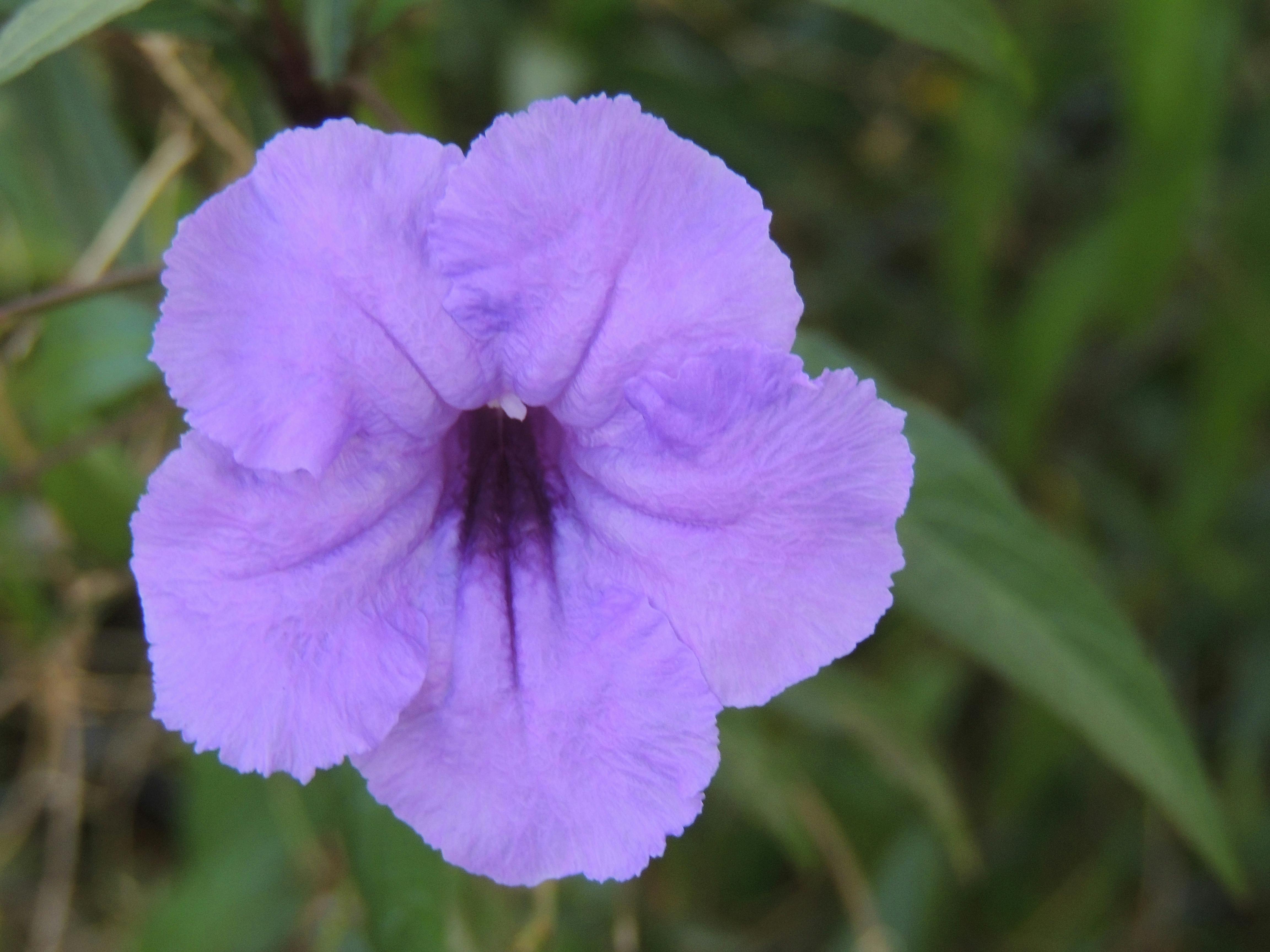 Free stock photo of flower, purple, purple daisy