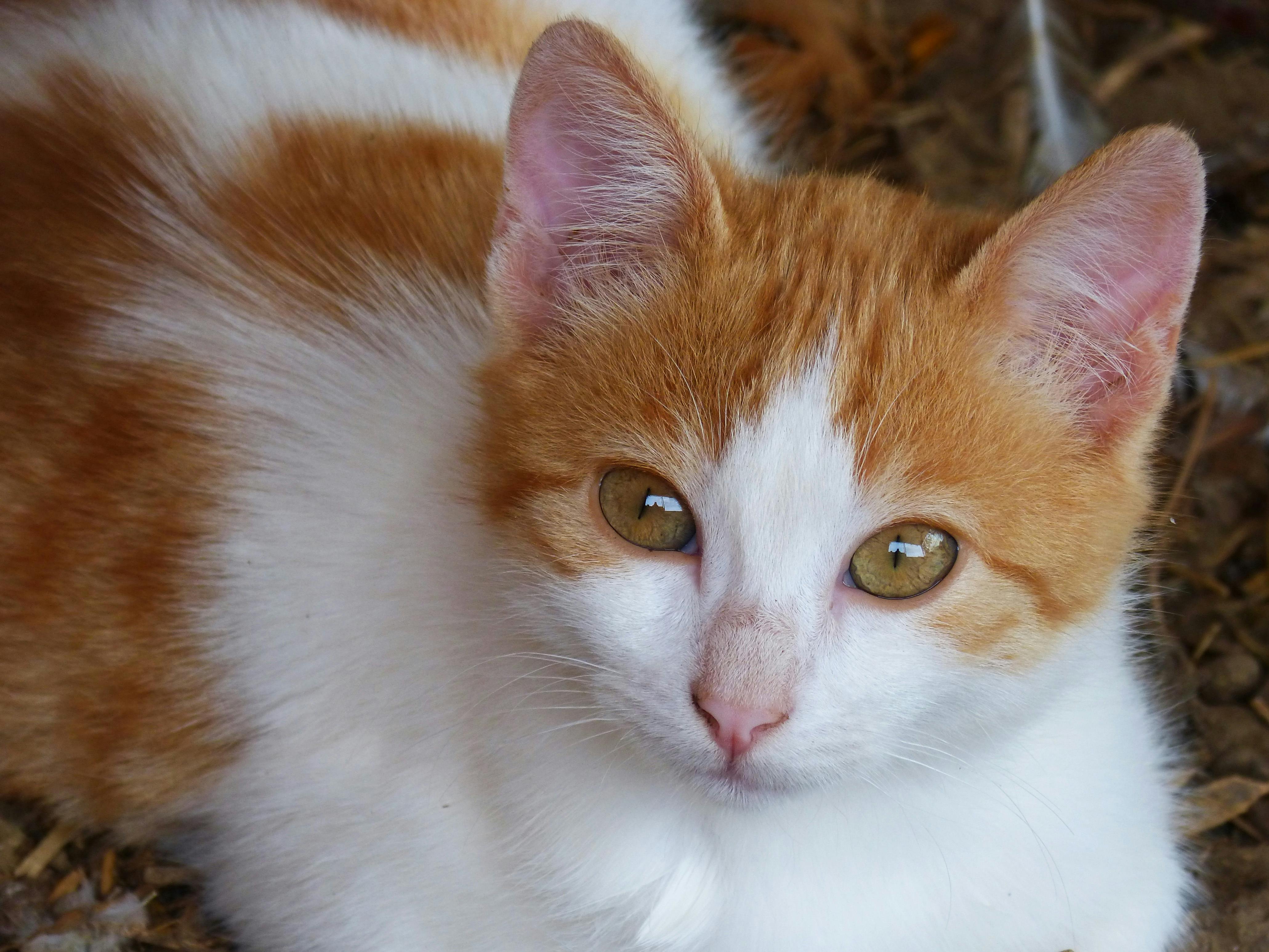 orange white tabby cat