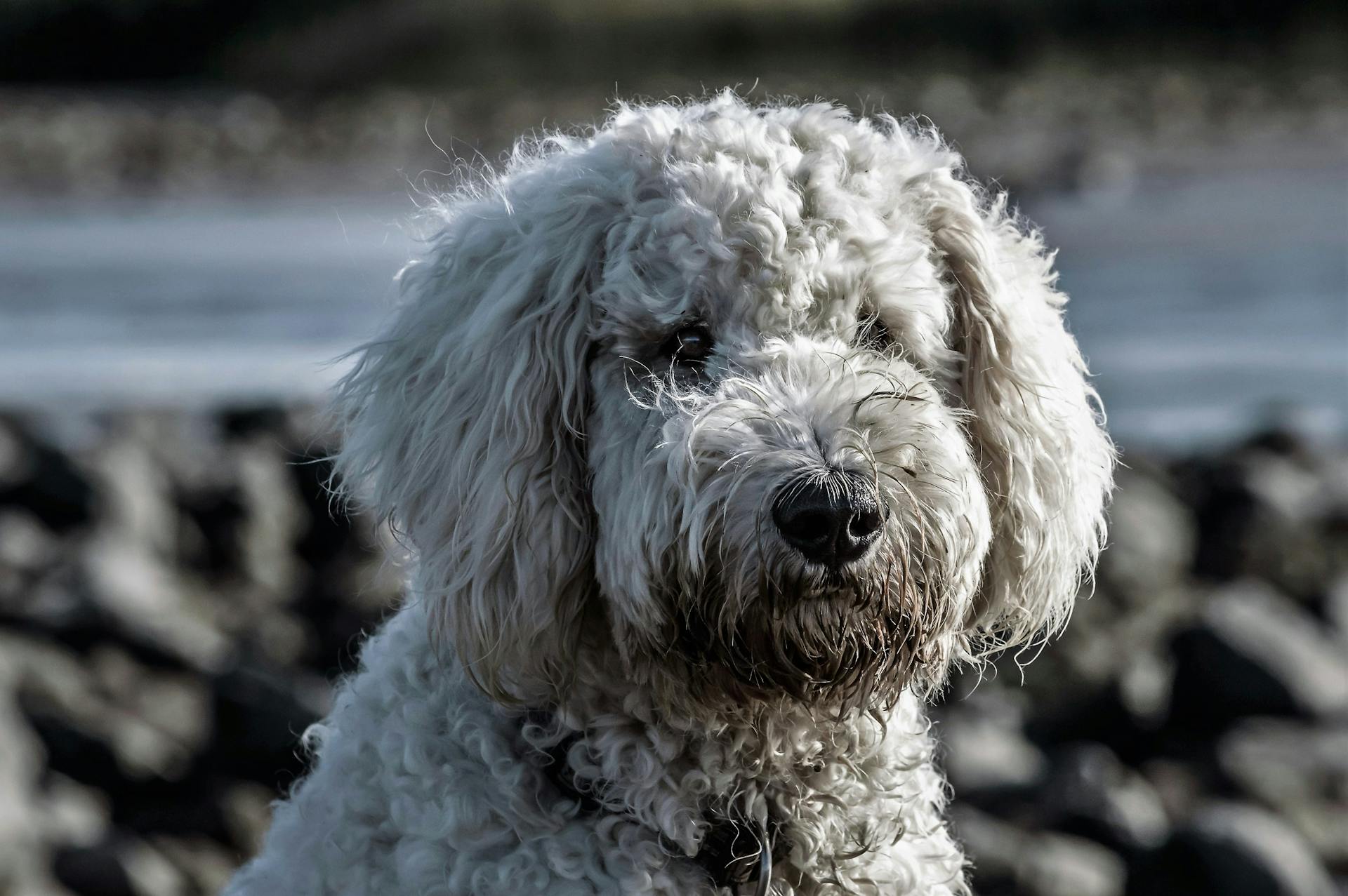 Un caniche blanc adulte en foyer sélectif