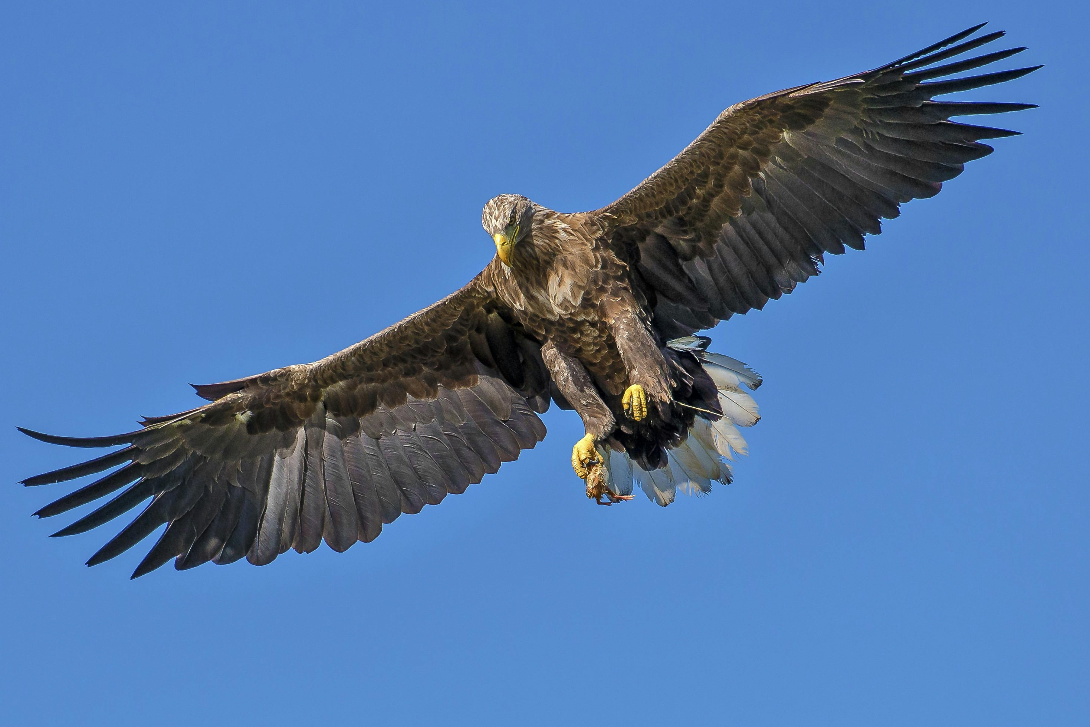 43+ Burung garuda asli terbesar di dunia terupdate