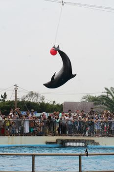 Dolphin jumping with a red ball in a packed aquarium in Aichi, Japan.