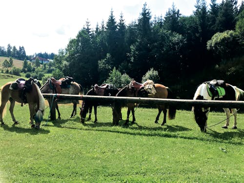 景觀, 馬, 騎乘交通工具 的 免費圖庫相片