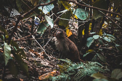 Ingyenes stockfotó 4k-háttérkép, a vadonba, dzsungel témában