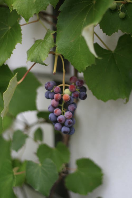 Free stock photo of food, fruit, grape