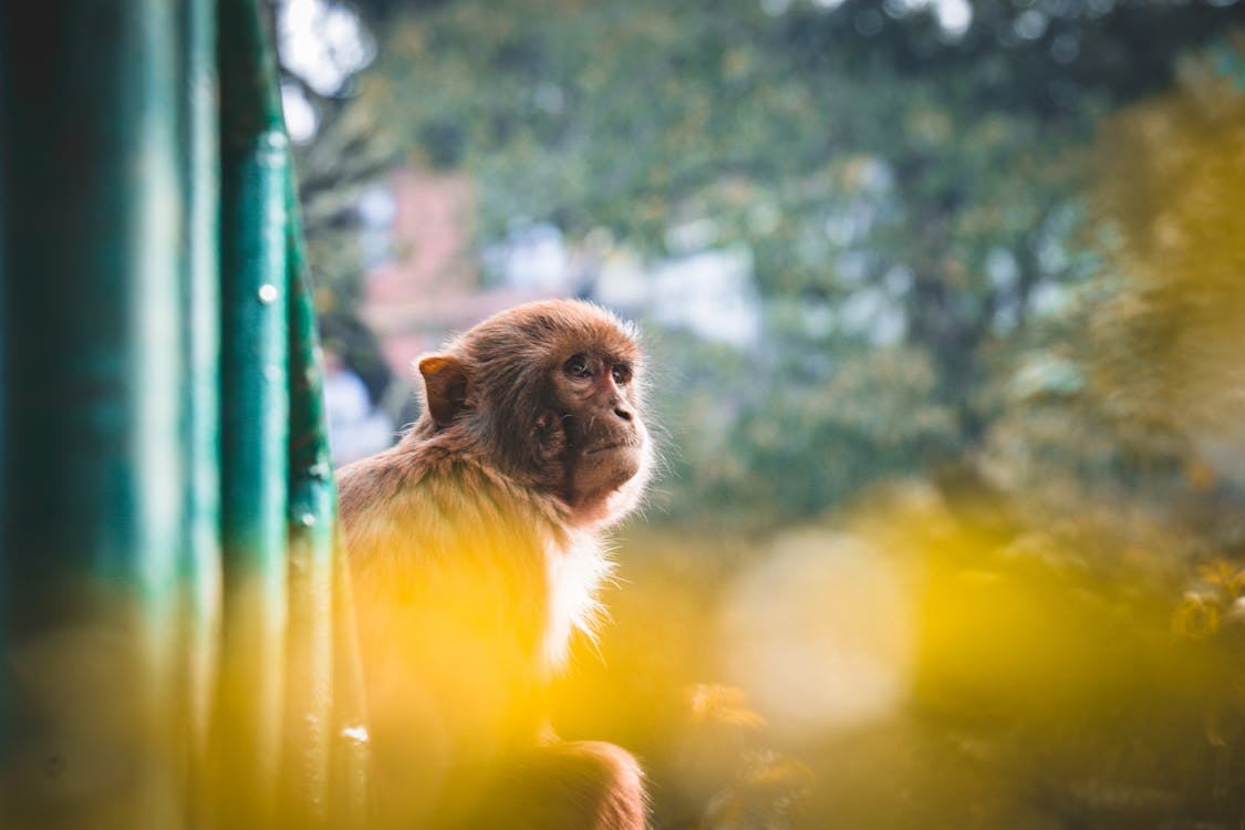 Free Close-Up Photo of Brown Monkey Stock Photo