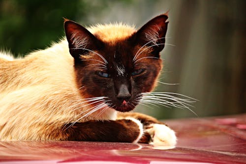 Braune Katze, Die Auf Roter Oberfläche Liegt