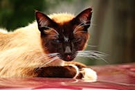 这是一张连体猫在户外放松的特写照，它引人注目的蓝眼睛和光滑的皮毛清晰可见