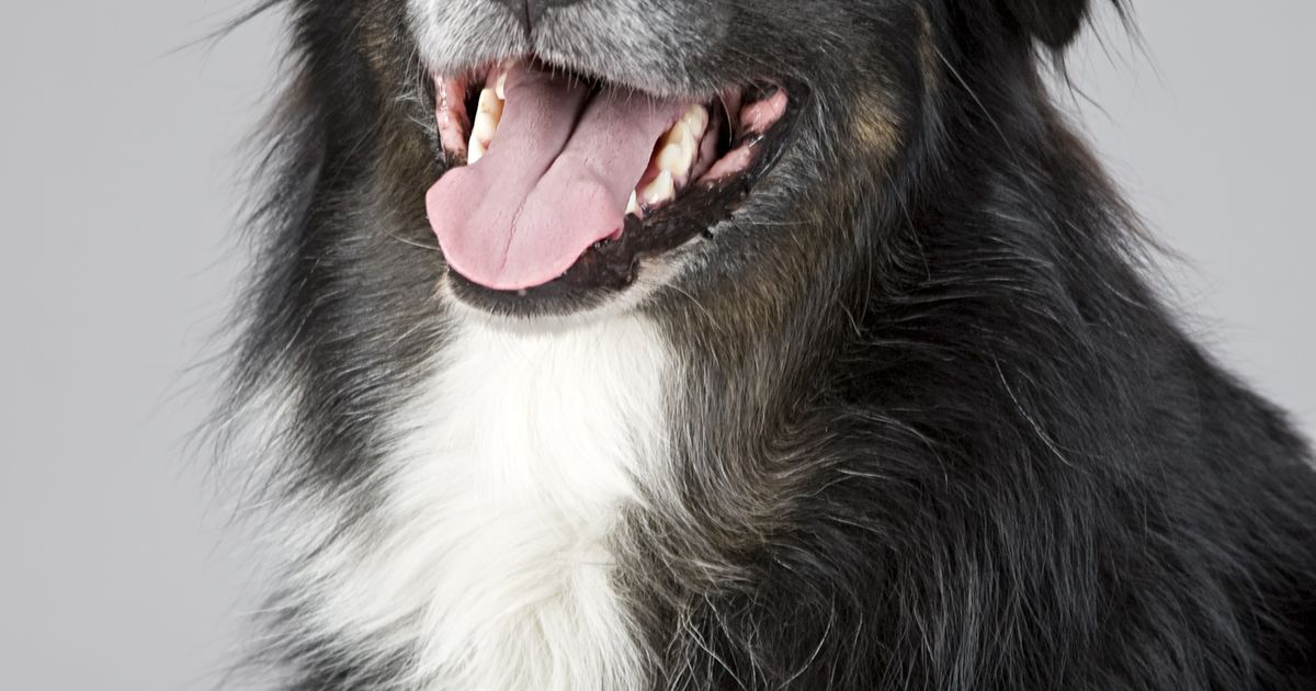 Dog Drank Chlorinated Pool Water (Shock Treatment): When Does It Become an ER Emergency?