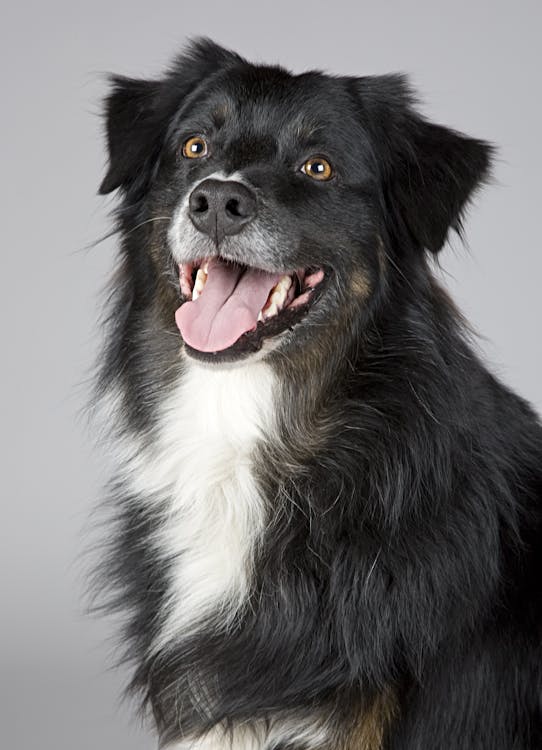 無料 ロングコートの白と黒の犬 写真素材