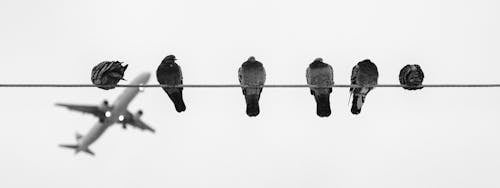 Schwarze Und Graue Vögel Auf Draht Während Des Tages