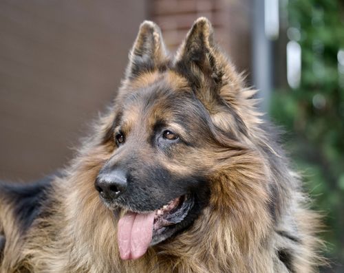 Free Portrait of a fluffy German Shepherd with tongue out captured outdoors. Stock Photo